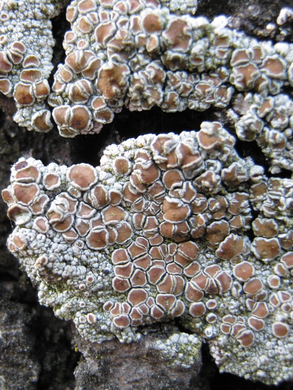 Lecanora K+ rosso